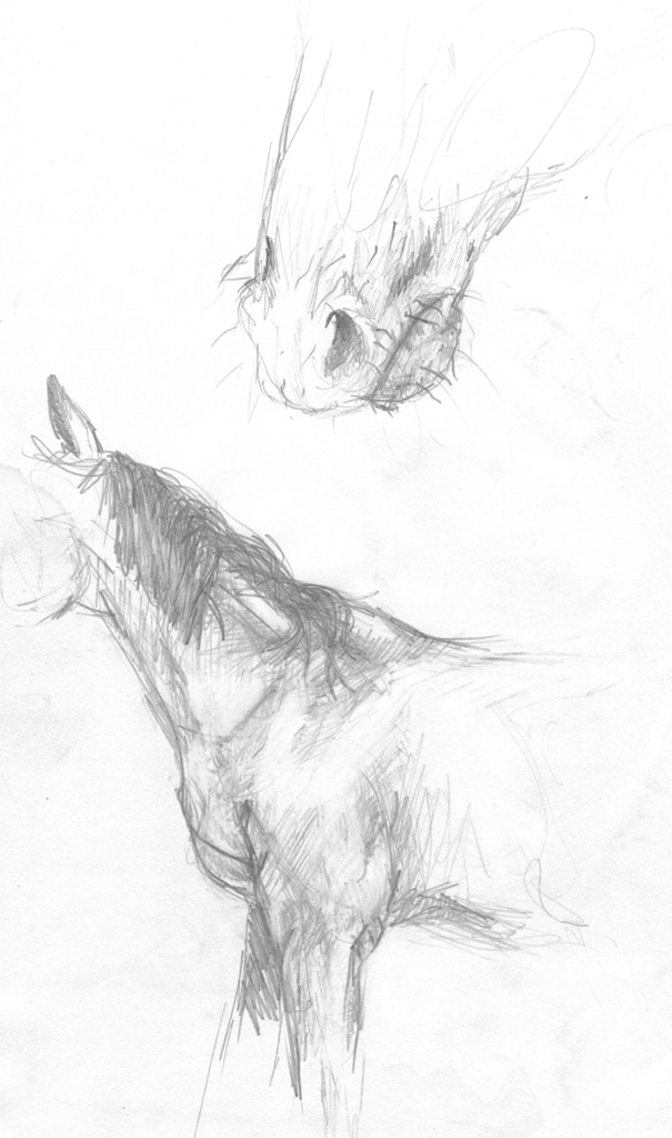 Horse sketches