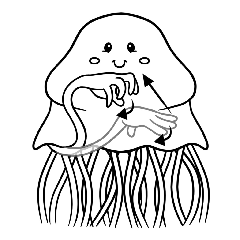 Jellyfish flash card