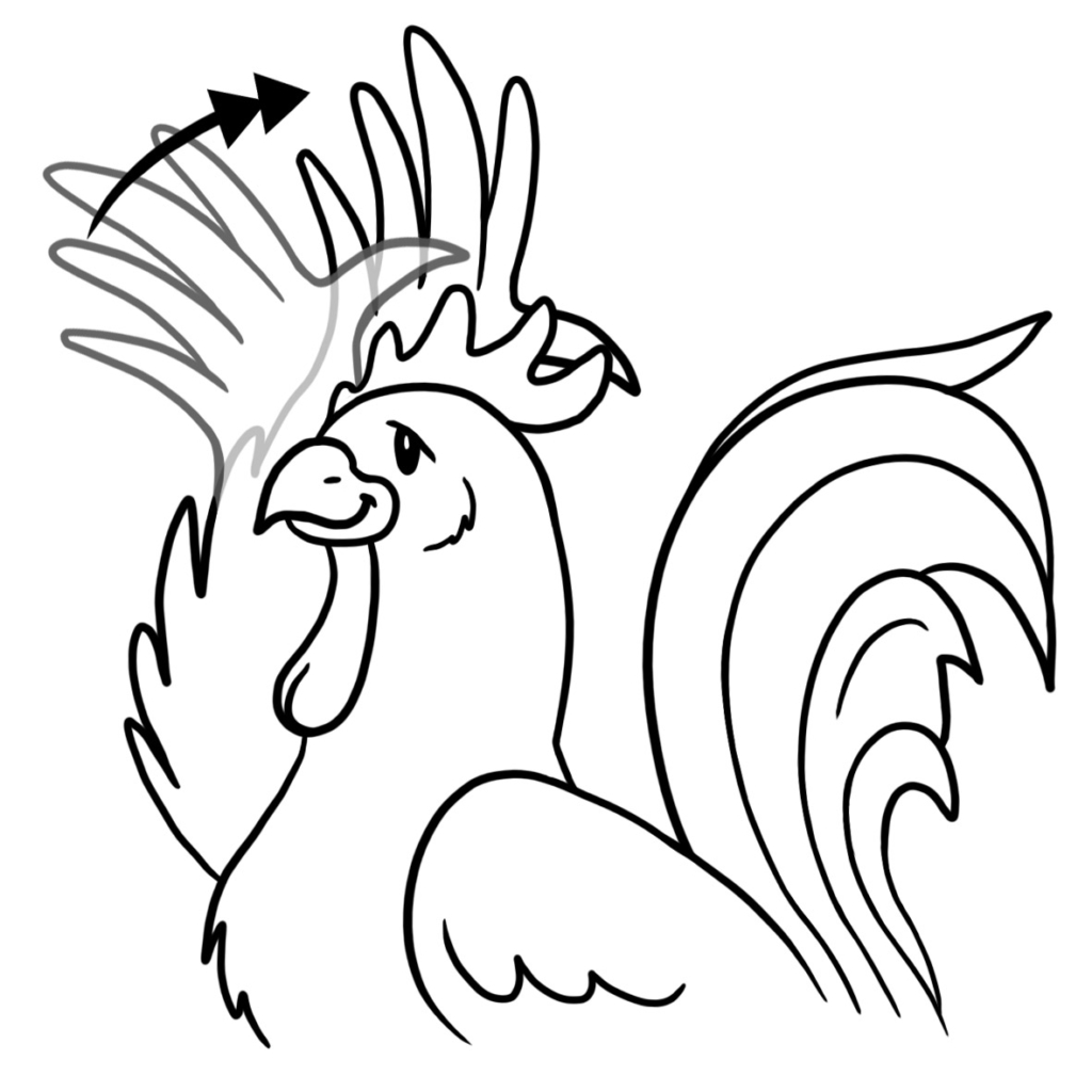 Rooster flash card